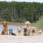 Loving Animals - Online Kurs für Tierhalter und Tierhalterinnen